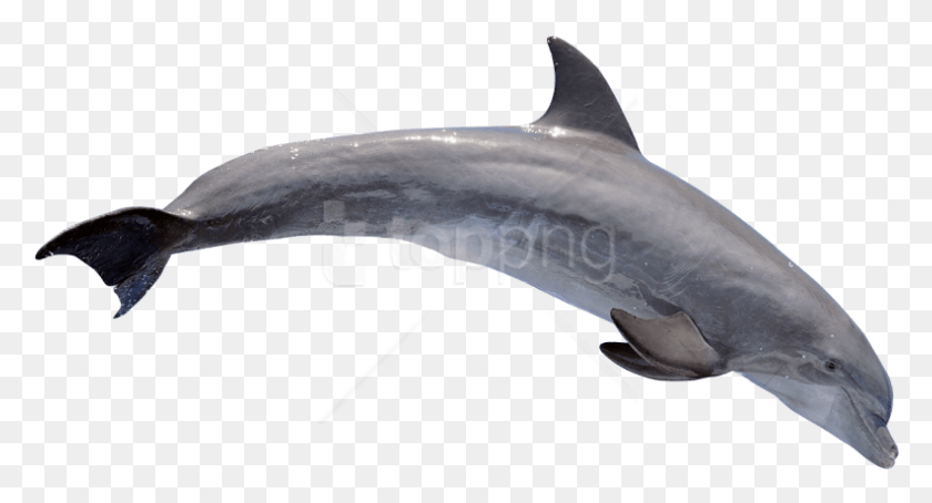 792x401 Дельфин Изображения Фон Дельфин Прыжки, Акула, Морская Жизнь, Рыба Png Скачать