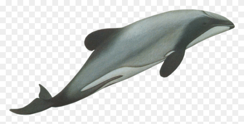 1487x702 Descargar Png / Delfines Cephalorhynchus Hectori Png