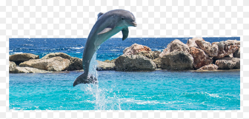 1201x529 Дельфин В Воде Дельфин С Отверстиями, Морская Жизнь, Животное, Млекопитающее Hd Png Скачать