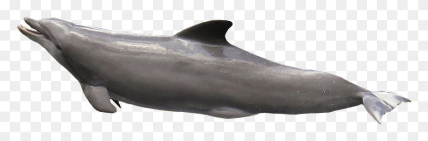 834x234 Изолированные Морские Млекопитающие Дельфин Meeresbewohner Дельфин Открытый Рот, Млекопитающее, Морская Жизнь, Животное Hd Png Скачать