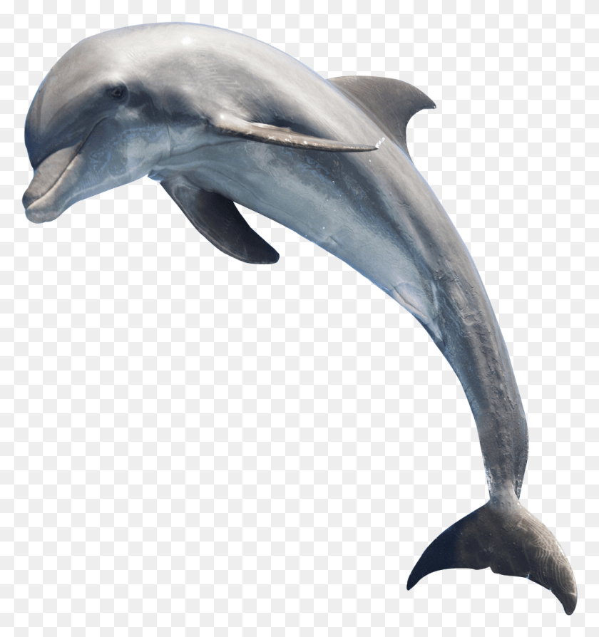 1011x1082 Dolphin Jumping Jumping Dolphin, Sea Life, Animal, Mammal HD PNG Download
