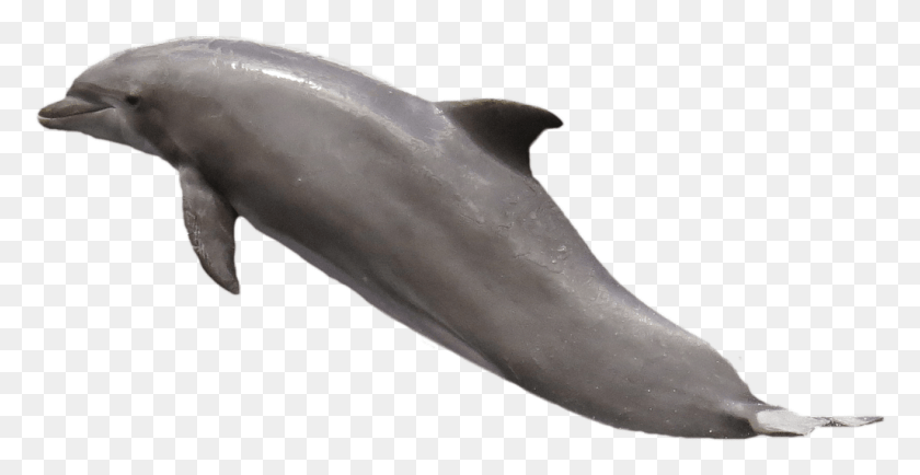 1026x493 Дельфин Прыгает Настоящий Дельфин Клипарт, Морская Жизнь, Животное, Млекопитающее Hd Png Скачать