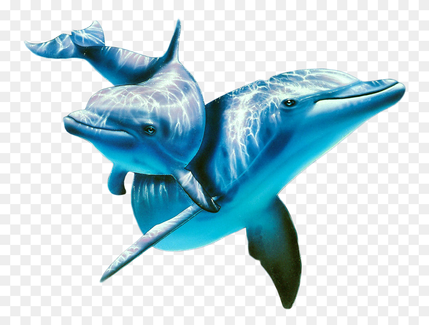 752x577 Дельфин Под Водой, Млекопитающее, Морская Жизнь, Животное Hd Png Скачать