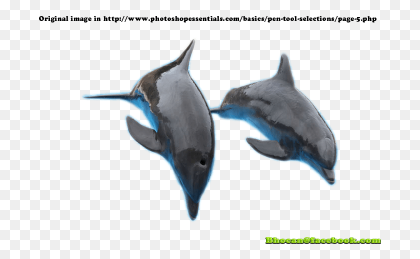 684x458 Подводное Фото Дельфина, Выпрыгивающего Из Воды, Морская Жизнь, Животное, Млекопитающее Hd Png Скачать