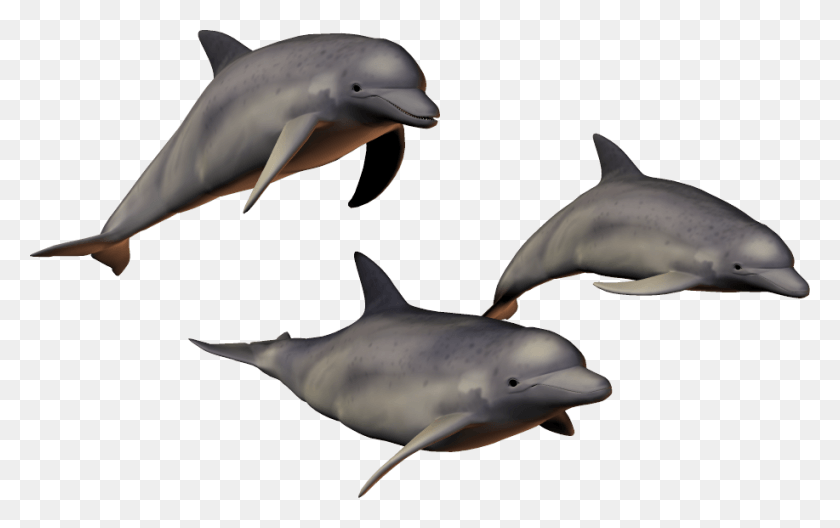 917x551 Дельфины На Прозрачном Фоне, Морская Жизнь, Животное, Дельфин Hd Png Скачать