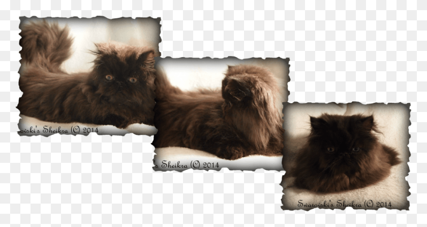 901x447 Domestic Long Haired Cat, Pet, Animal, Kitten HD PNG Download