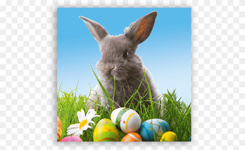 Domestic Rabbit, Animal, Mammal, Ball, Sport Clipart PNG