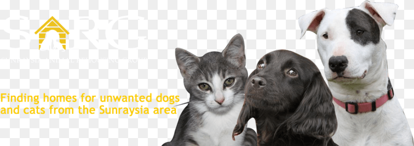 Domestic Short Haired Cat, Animal, Canine, Dog, Mammal Sticker PNG