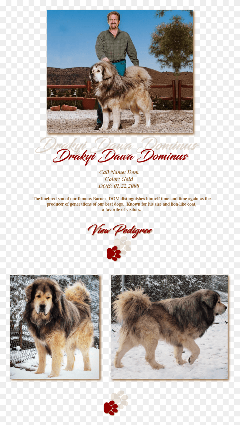 1064x1952 Dommain Ancient Dog Breeds, Person, Pet, Canine HD PNG Download