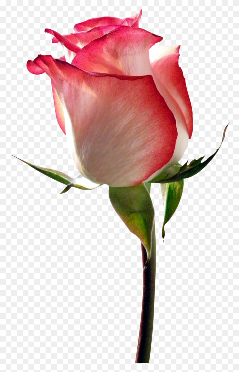 1853x2963 Don Romantique Fichier Format, Роза, Цветок, Растение Hd Png Скачать