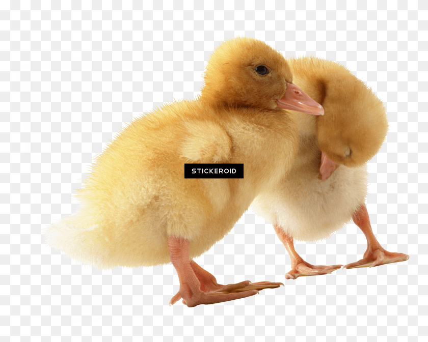 2418x1898 Donald Duck Head Animals, Duck, Bird, Animal HD PNG Download