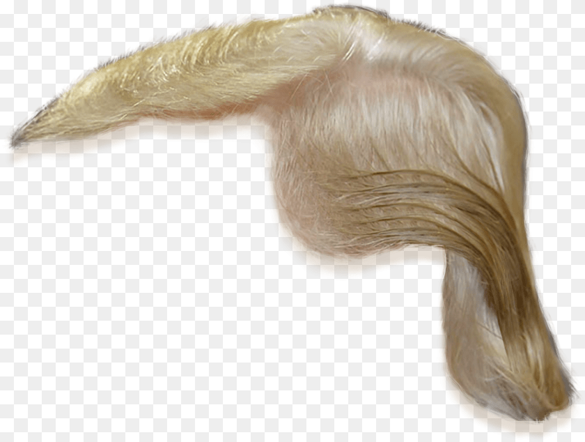 890x672 Donald Trump Hair 3 Trump Wig, Adult, Female, Person, Woman PNG