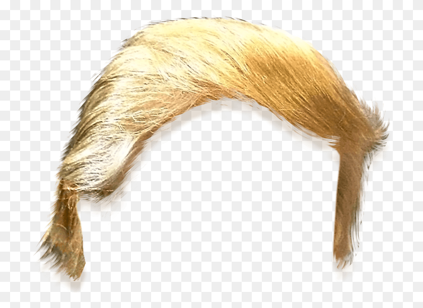 710x552 Donald Trump Hair Cut Out, Animal, Mammal, Wildlife HD PNG Download