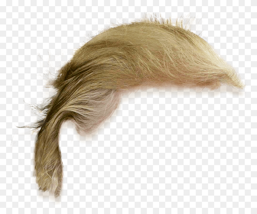 811x666 Donald Trump Hair Transparent, Bird, Animal, Fractal HD PNG Download
