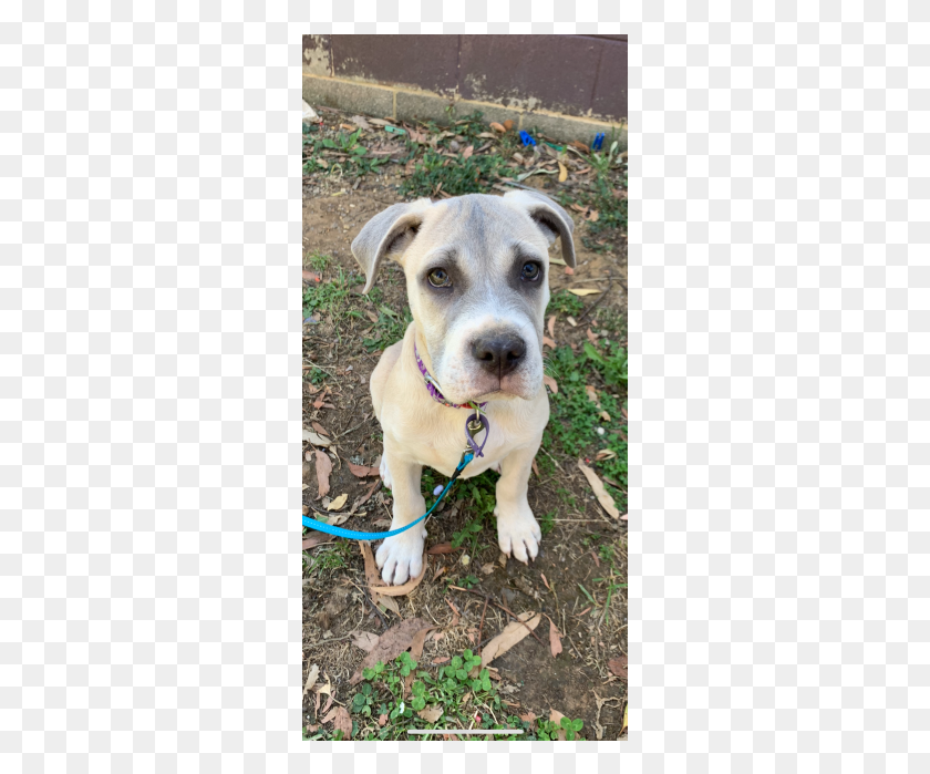 295x639 Descargar Png Donar A Petrescue American Pit Bull Terrier, Perro, Mascota, Canino Hd Png