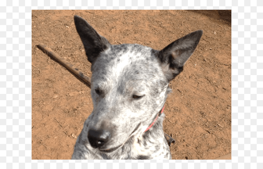 639x480 Donate To Petrescue Australian Stumpy Tail Cattle Dog, Pet, Canine, Animal HD PNG Download
