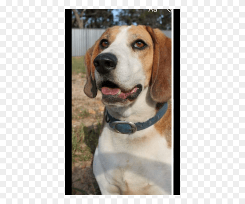 398x639 Donate To Petrescue Beagle Harrier, Hound, Dog, Pet HD PNG Download