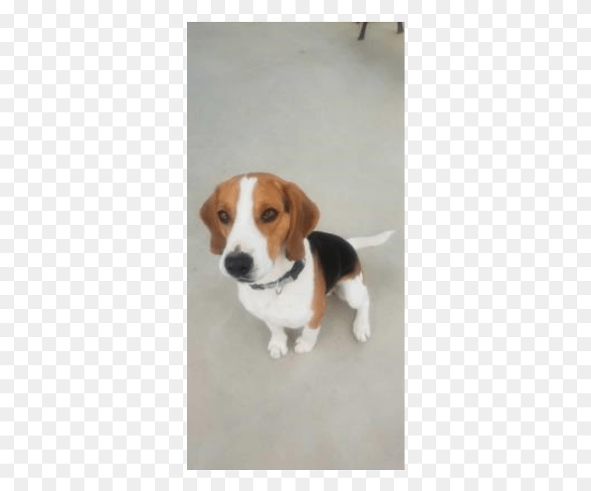 310x639 Donate To Petrescue Beagle Harrier, Hound, Dog, Pet HD PNG Download