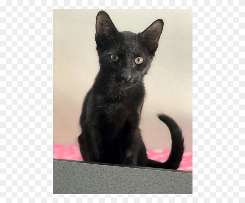 480x639 Donate To Petrescue Black Cat, Cat, Pet, Mammal HD PNG Download