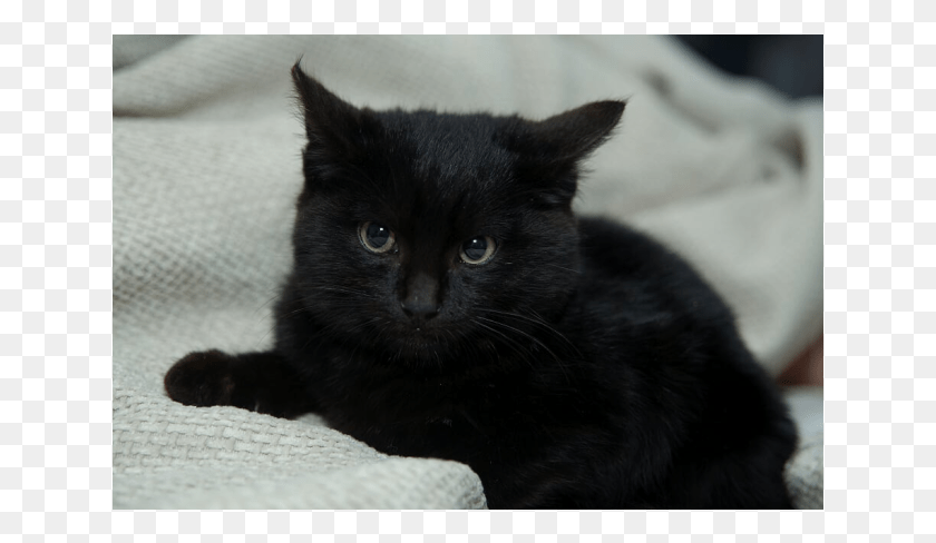 639x428 Donate To Petrescue Black Cat, Cat, Pet, Mammal HD PNG Download