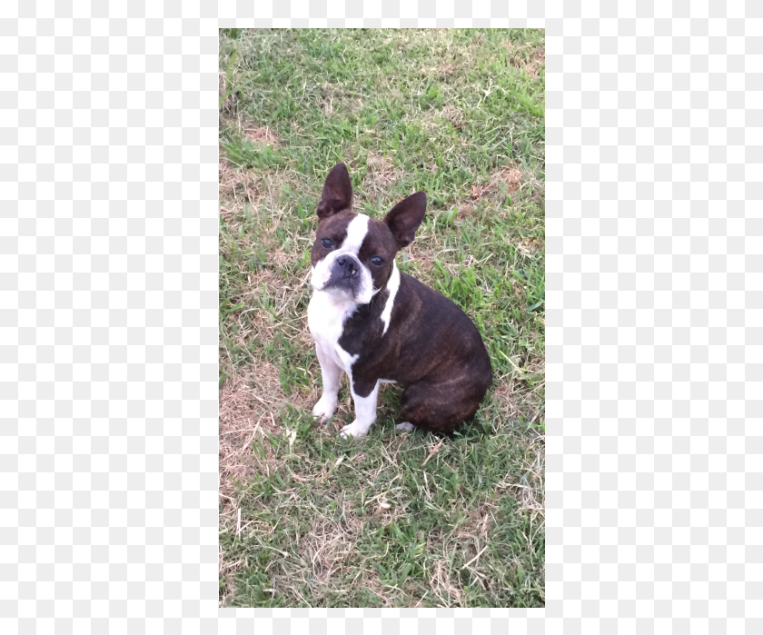 360x639 Descargar Png Donar A Petrescue Boston Terrier, Perro, Mascota, Canino Hd Png