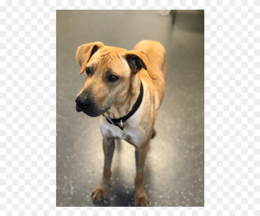 480x639 Descargar Donar A Petrescue Companion Perro, Mascota, Canino, Animal Hd Png