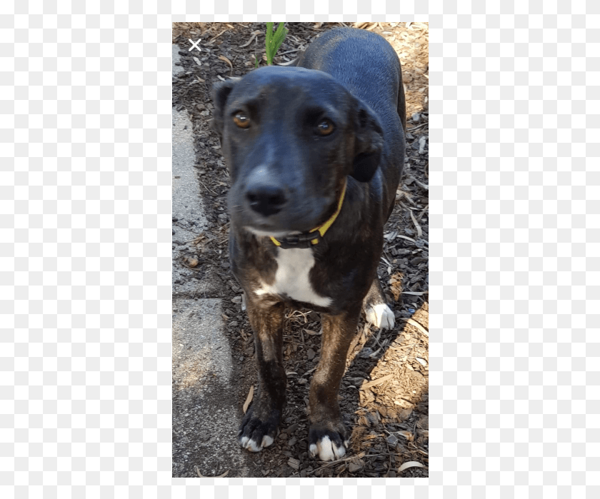 360x639 Descargar Donar A Petrescue Companion Perro, Mascota, Canino, Animal Hd Png