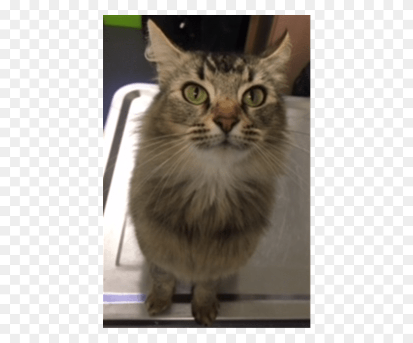 424x639 Donate To Petrescue Domestic Long Haired Cat, Pet, Mammal, Animal HD PNG Download
