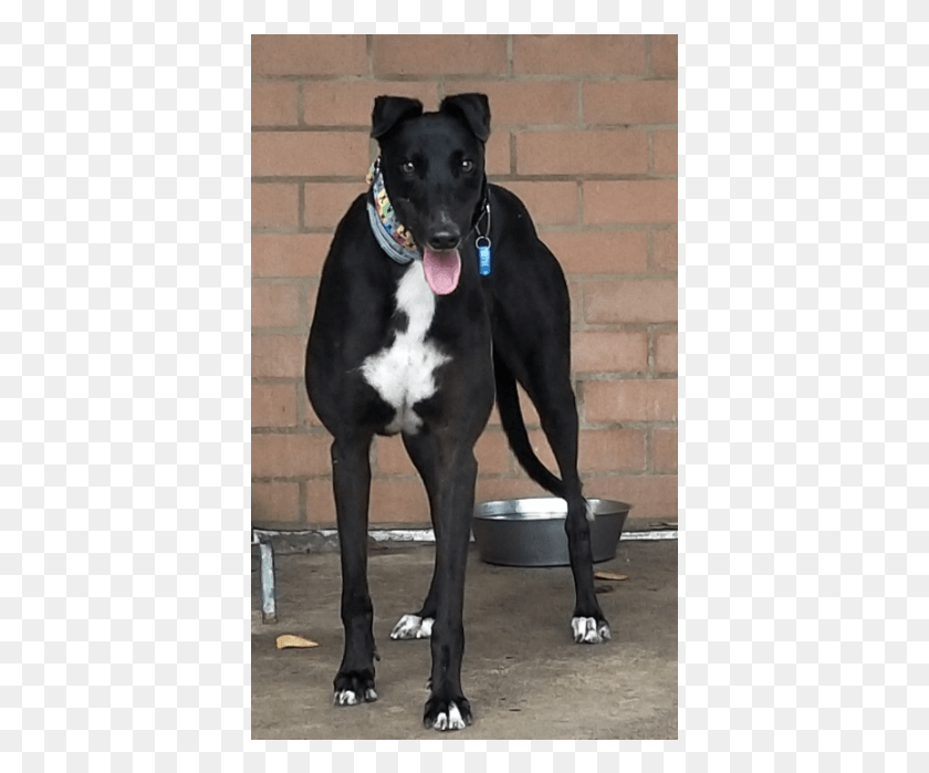 387x639 Donate To Petrescue Greyhound, Great Dane, Dog, Pet HD PNG Download