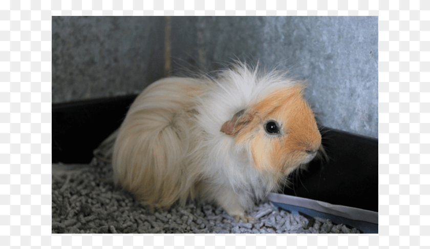 639x426 Donate To Petrescue Guinea Pig, Animal, Mammal, Dog HD PNG Download