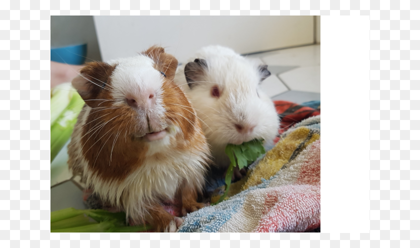 639x436 Donate To Petrescue Guinea Pig, Rat, Rodent, Mammal HD PNG Download
