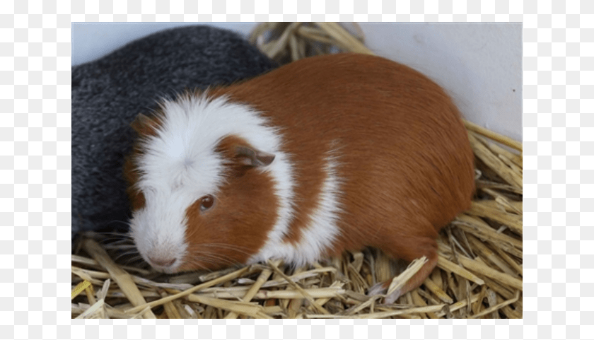 639x421 Donate To Petrescue Guinea Pig, Pig, Mammal, Animal HD PNG Download