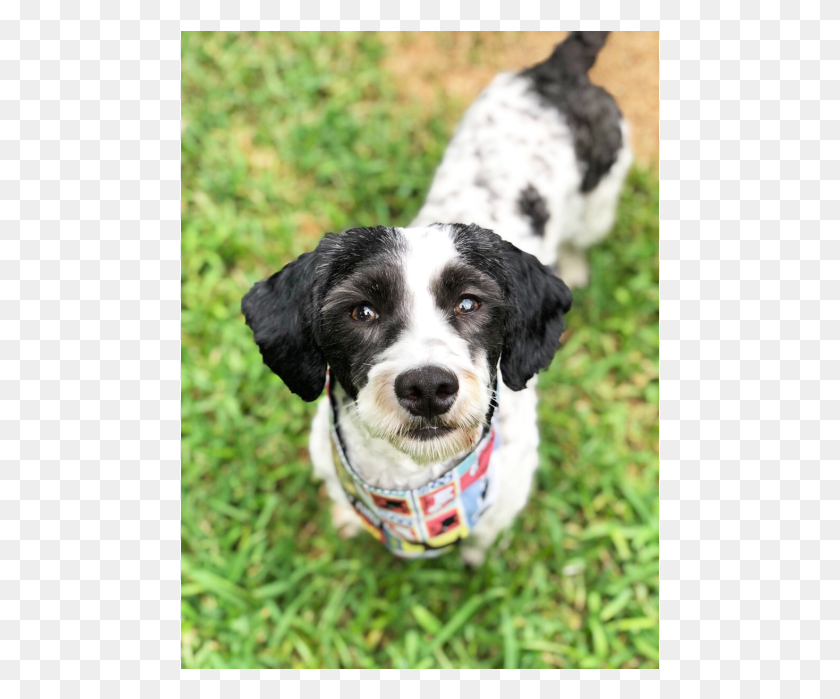479x639 Descargar Donar A Petrescue Caza Perro, Mascota, Canino, Animal Hd Png