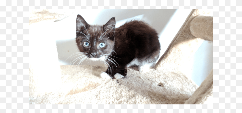 639x334 Donate To Petrescue Kitten, Cat, Pet, Mammal HD PNG Download