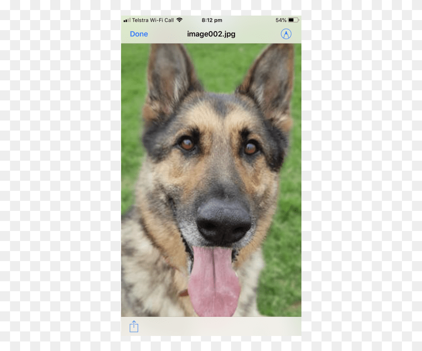 360x639 Donate To Petrescue Old German Shepherd Dog, Pet, Canine, Animal HD PNG Download