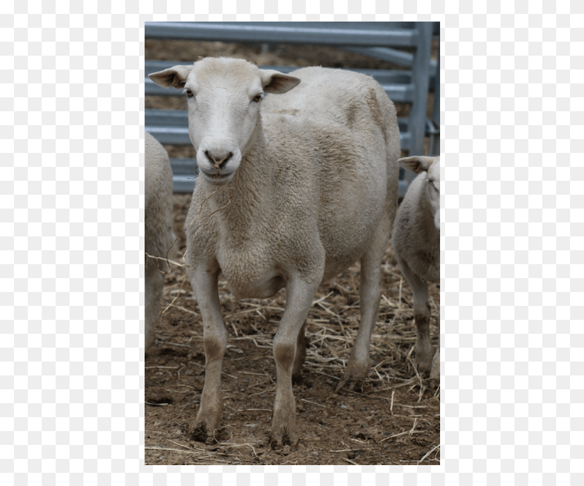 426x639 Пожертвовать Petrescue Sheep, Млекопитающее, Животное Hd Png Скачать