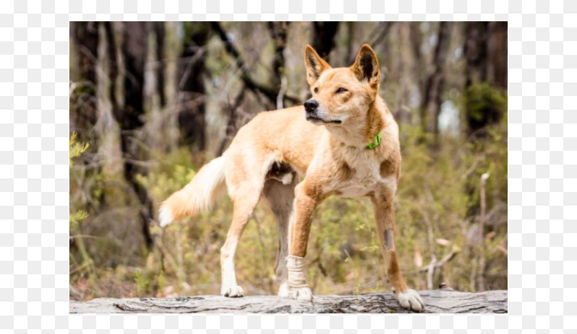 639x427 Donate To Petrescue Swift Fox, Coyote, Mammal, Animal HD PNG Download