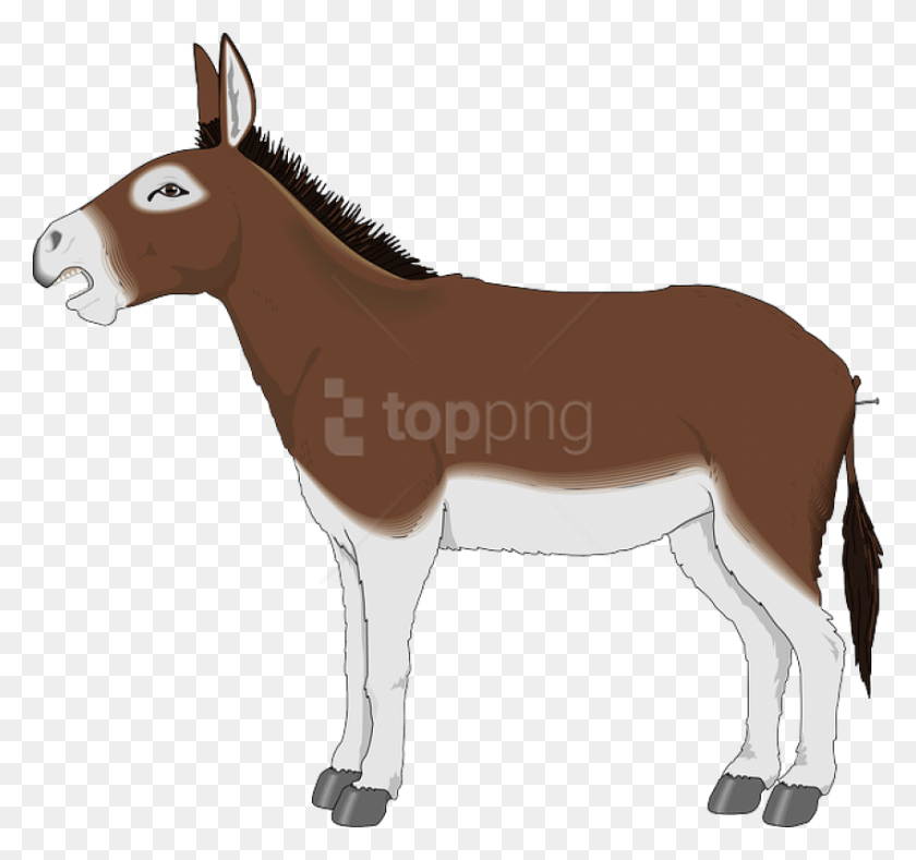 850x795 Donkey Animal Mammal Mule Livestock Domestic Mule Clip Art, Horse HD PNG Download