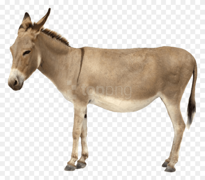 789x685 Donkey Donkey Royalty Free, Mammal, Animal, Horse HD PNG Download