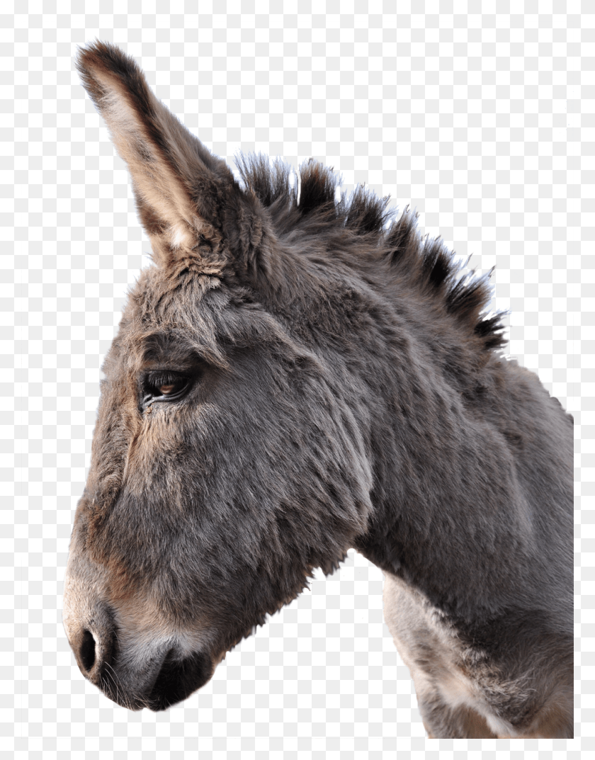 1000x1299 Donkey Head Transparent, Mammal, Animal, Horse HD PNG Download