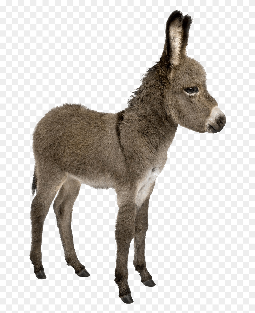 650x968 Donkey Images Donkey With White Background, Mammal, Animal, Dog HD PNG Download