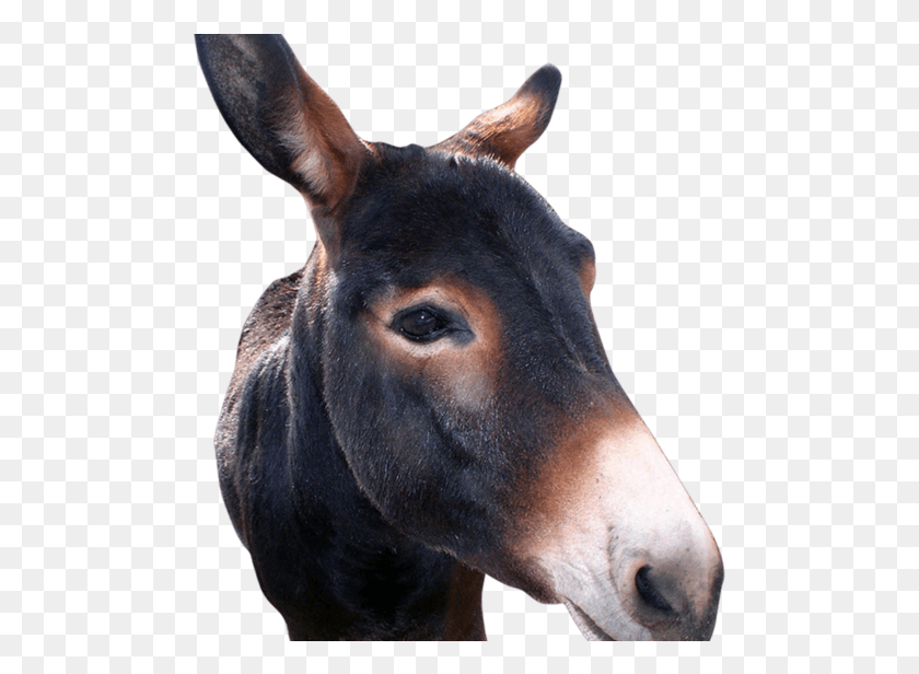 494x556 Donkeys On The Loose In Huron County Donkey Head, Mammal, Animal, Dog HD PNG Download