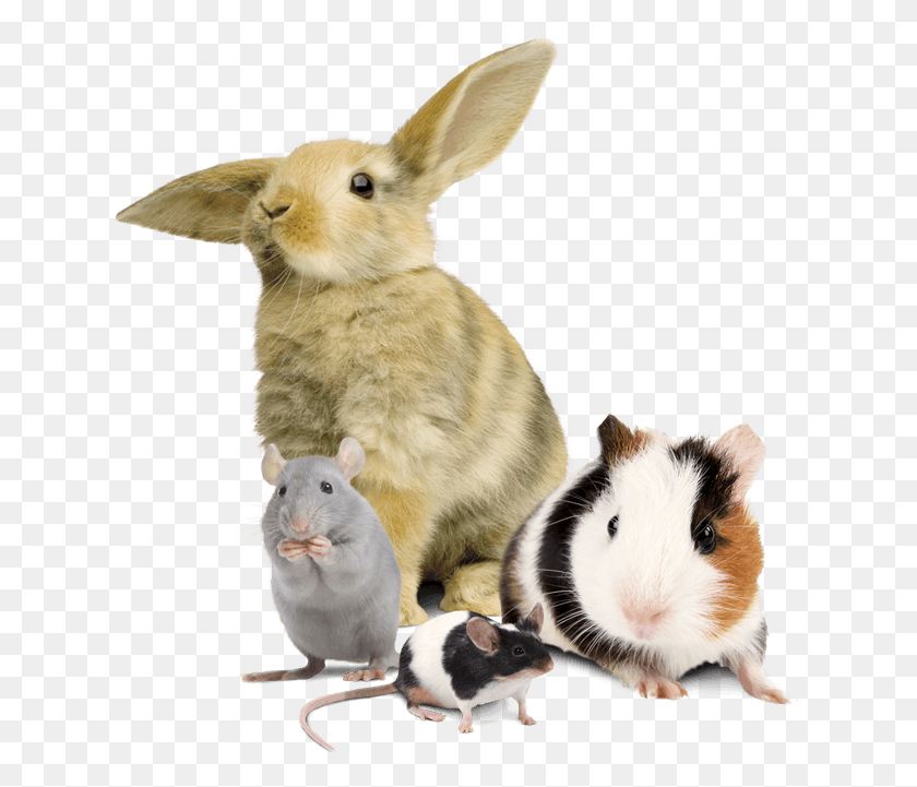 631x661 Dont Worry Its For Science, Rodent, Mammal, Animal HD PNG Download