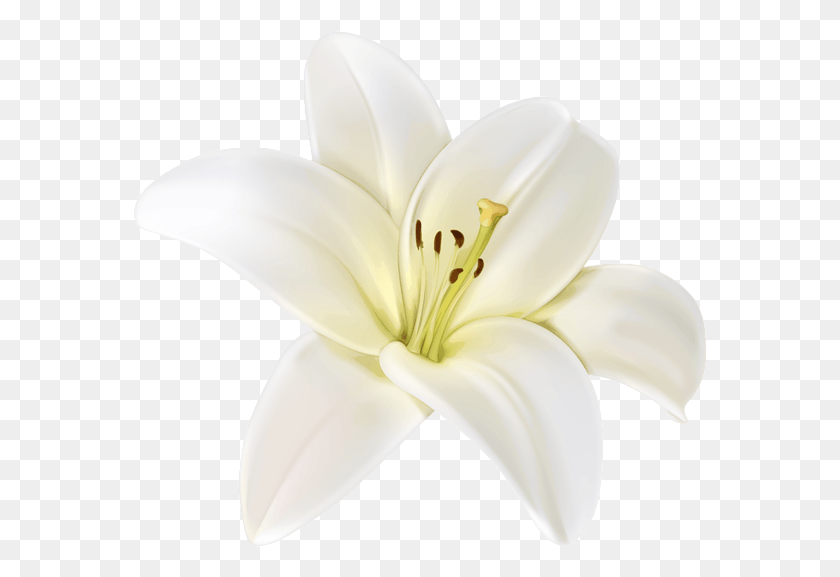 575x517 Doodle Rose Doodle Белый Цветок Белые Цветы Белый Цветок, Растение, Лилия, Цветок Hd Png Скачать