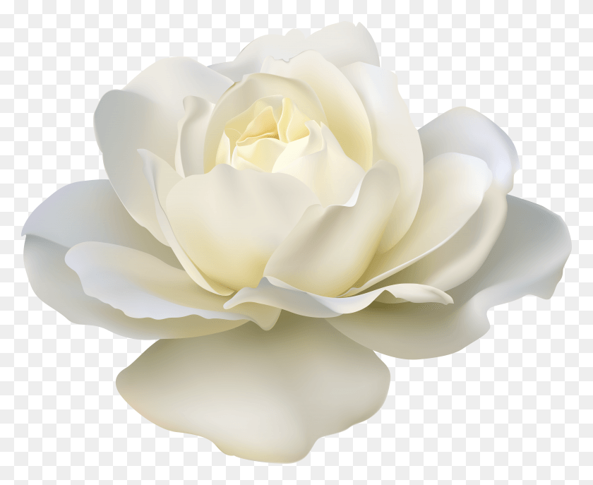 7501x6036 Doodle Rose Doodle White Rose White Roses HD PNG Download