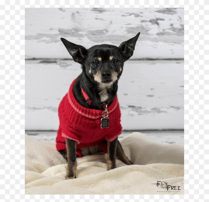 641x751 Descargar Png Doris Adoptada En Un Hogar Para Siempre Chihuahua, Perro, Mascota, Canino Hd Png