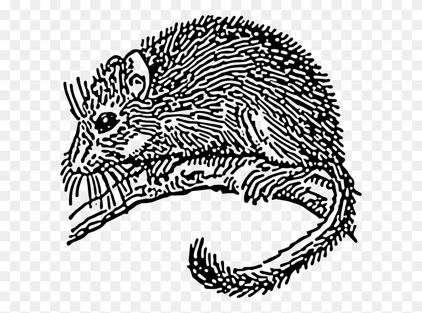 600x563 Dormouse Rodent Svg Clip Arts 600 X 563 Px Dormouse Drawing, Animal, Mammal, Wildlife HD PNG Download