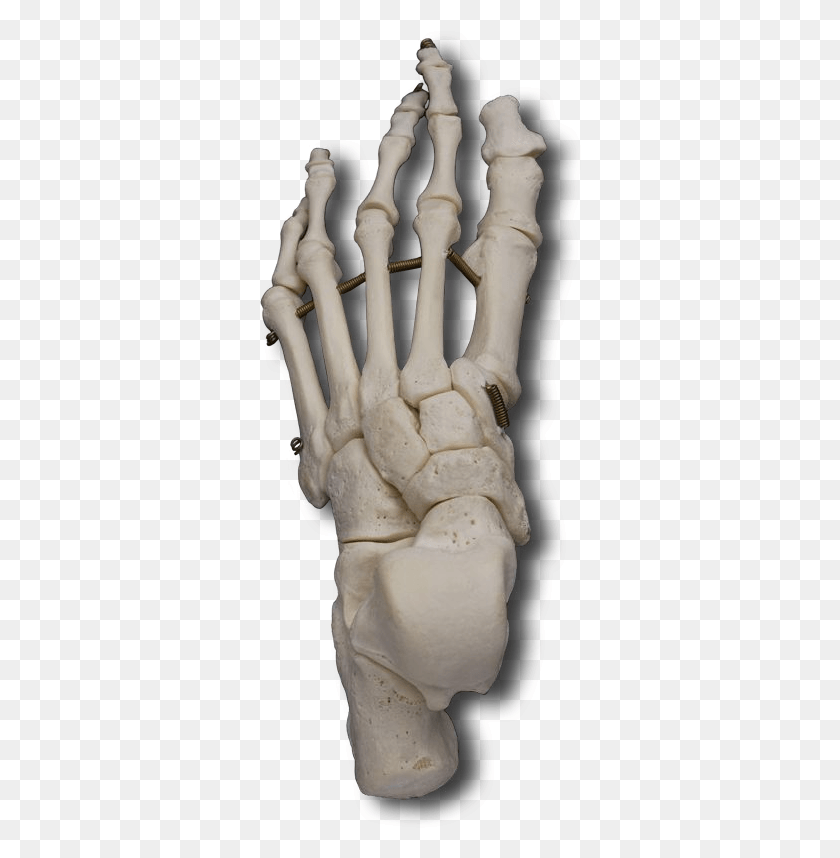322x798 Dorsal Skeleton Foot, Hand, Person, Human HD PNG Download