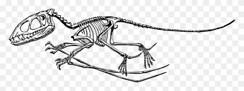 2290x750 Dorygnathus Dimorphodon Fossil Pterodáctilo Dinosaurio Pterodáctilo Fósil, Gris, World Of Warcraft Hd Png