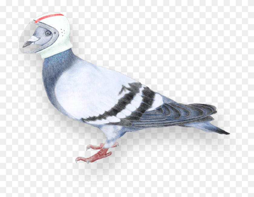 921x701 Dots Cosmic Pigeon Blue Jay, Bird, Animal, Dove HD PNG Download